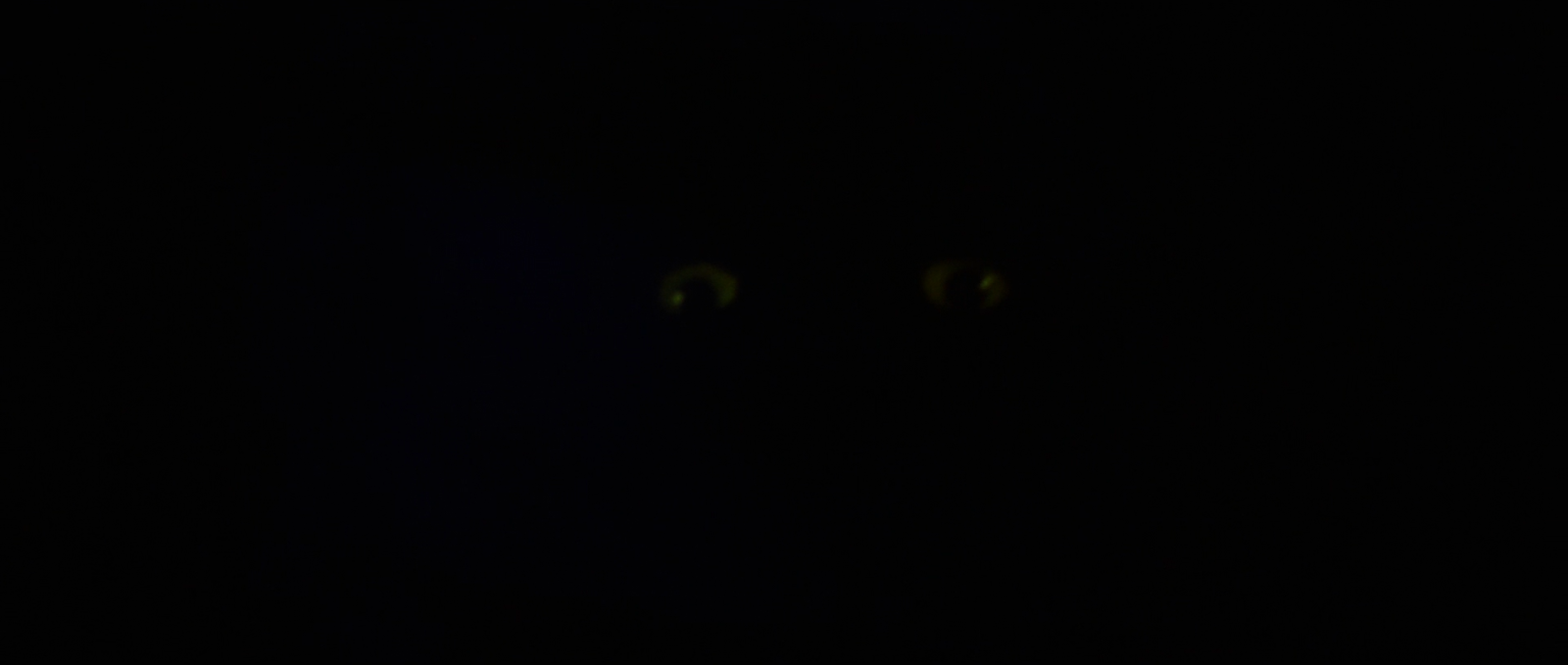 A pair of faintly glowing yellow-green eyes in otherwise total darkness.