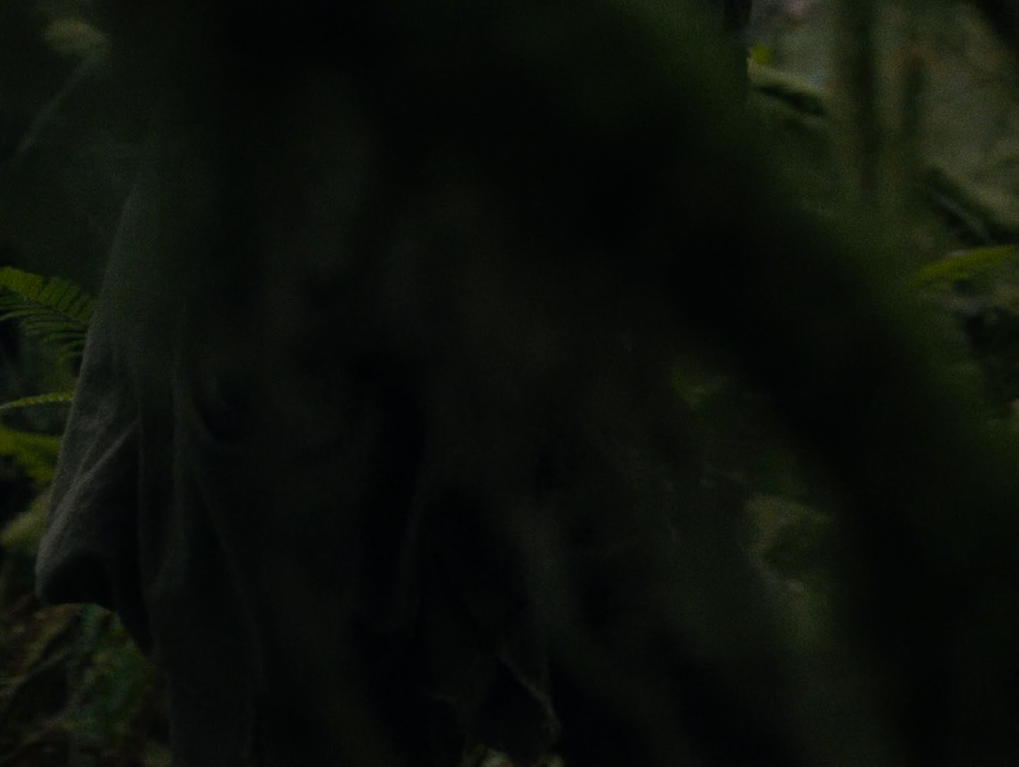A mossy trunk and fern fronds filling the frame in dim forest light.