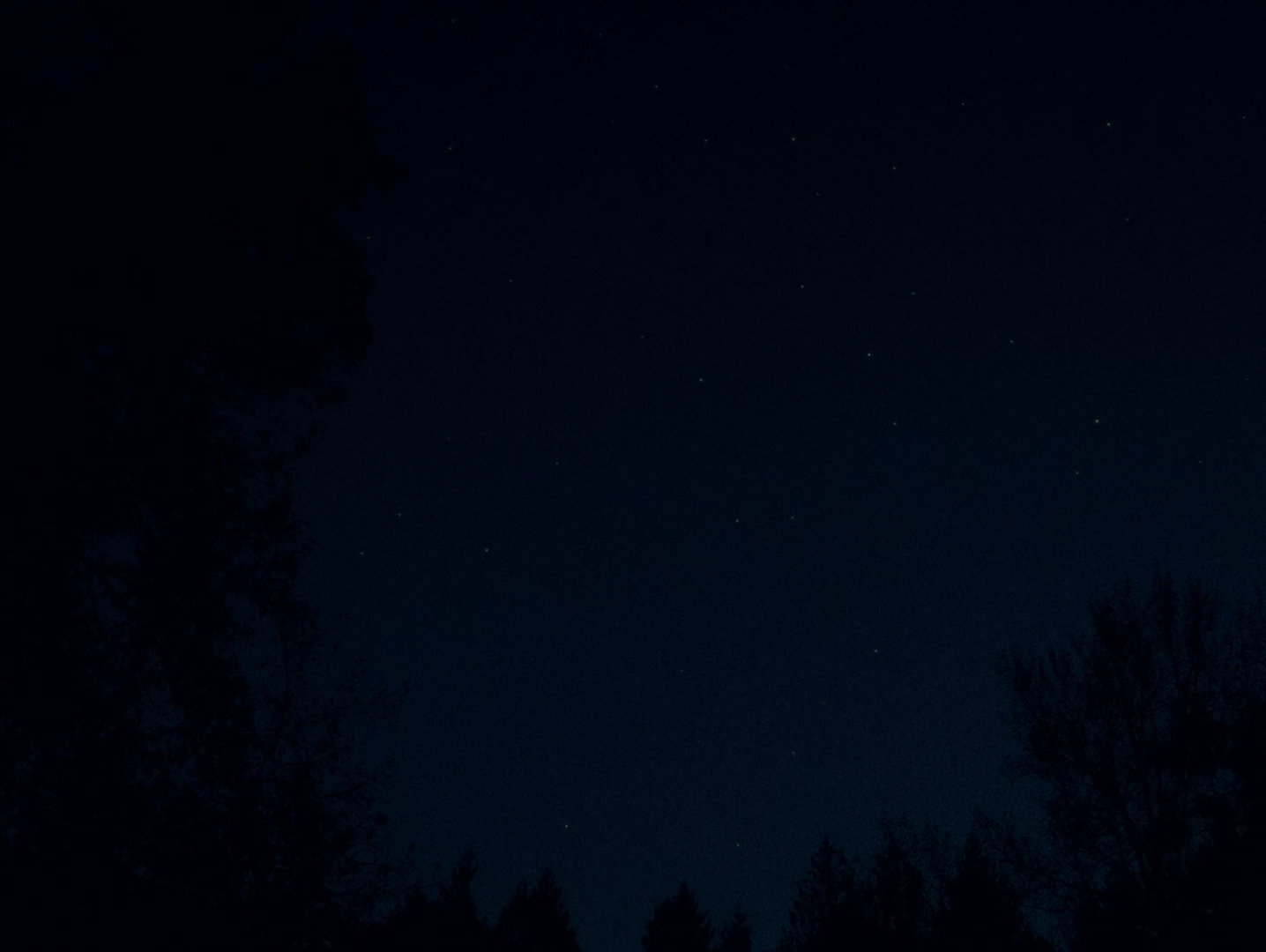 A star field over a dark conifer treeline at night.
