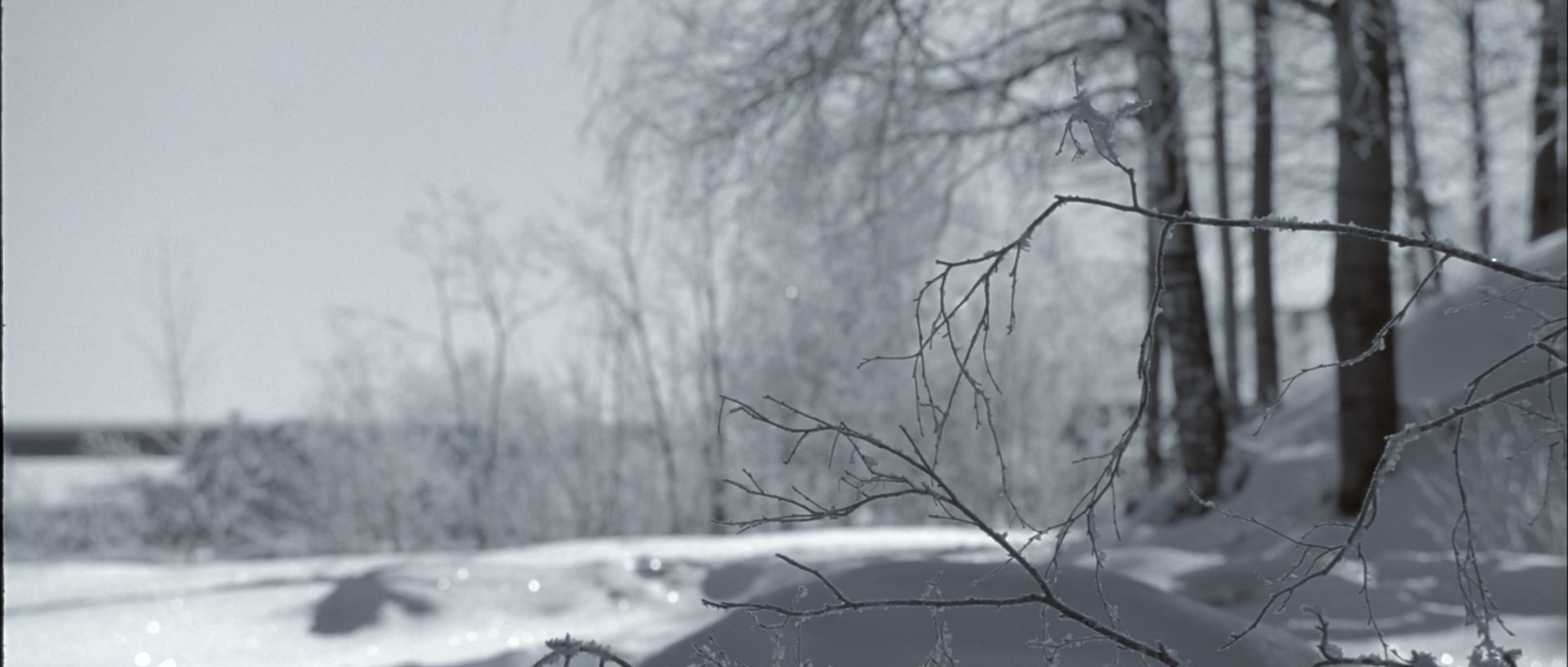 Bare branches and trees frame a bright snowy shoreline and frozen water beneath a pale sky, with dark trunks on the right and soft distant vegetation on the left.
