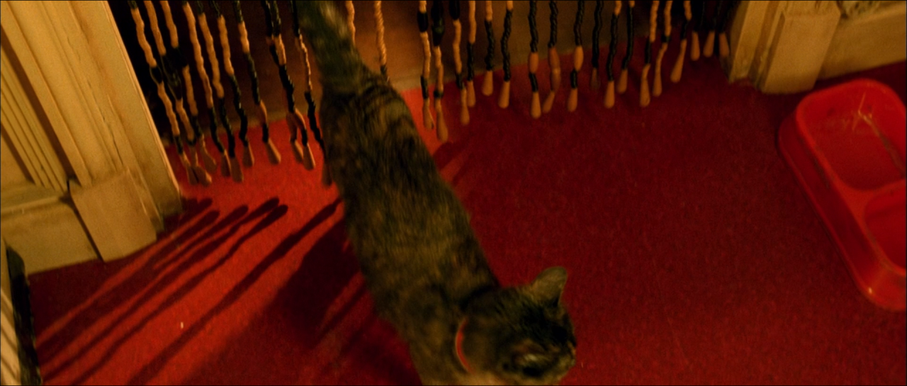 A cat moving across a dark interior of saturated red carpet and green shadow.